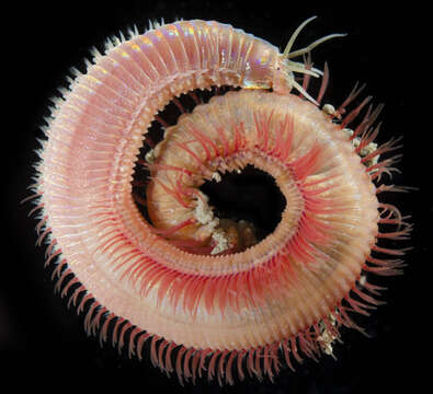 Image of red rock worm