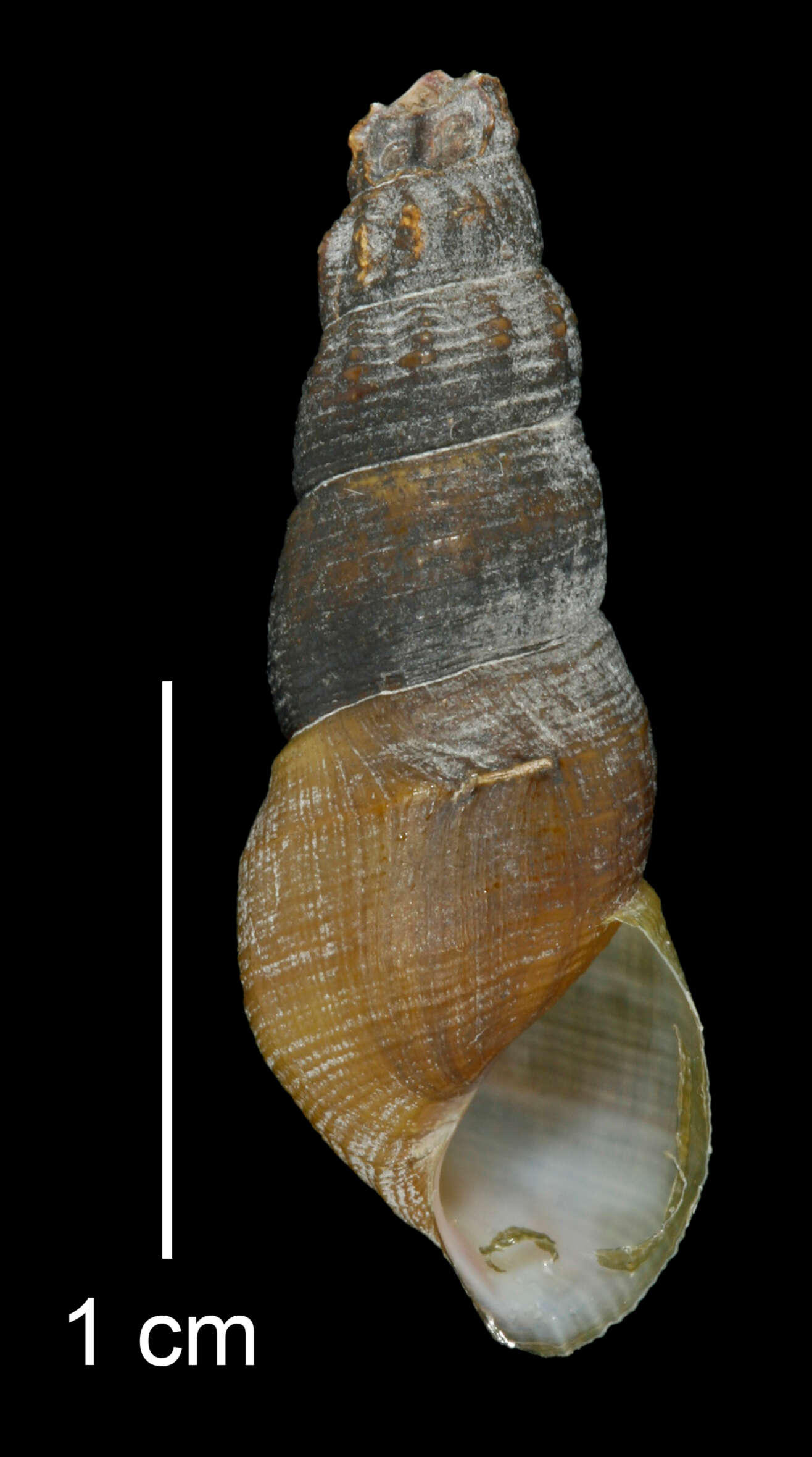 Image of Juga plicifera (I. Lea 1838)