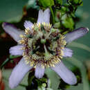 Image of Passiflora L.