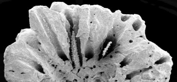 Image of Inferiolabiata lowei (Cairns 1983)