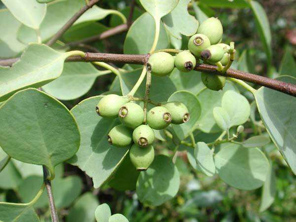 Image of coastal sandalwood