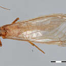 Image of Anacroneuria saltensis Froehlich 2002