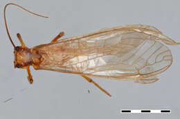 Image of Anacroneuria saltensis Froehlich 2002