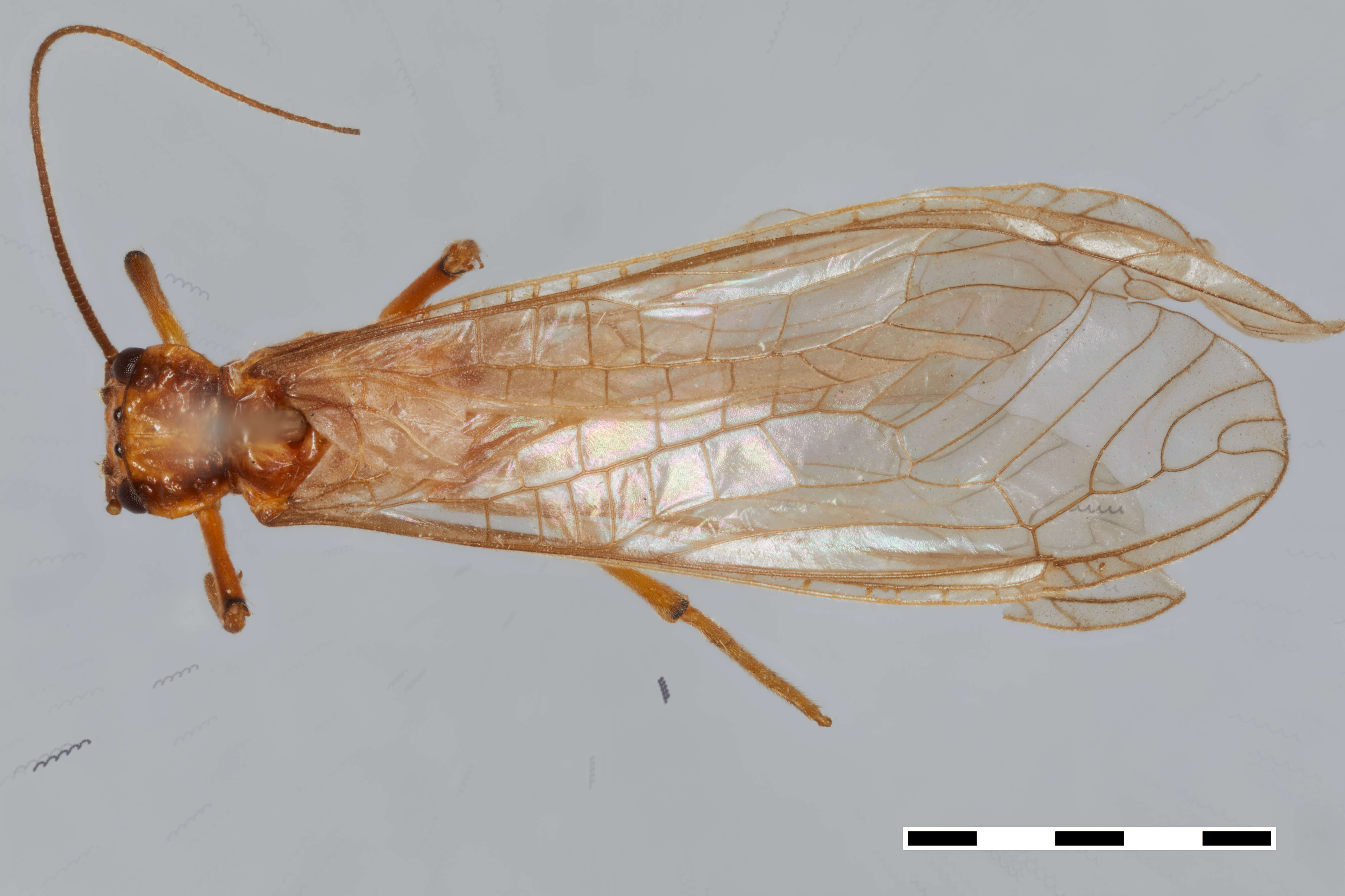 Image of Anacroneuria