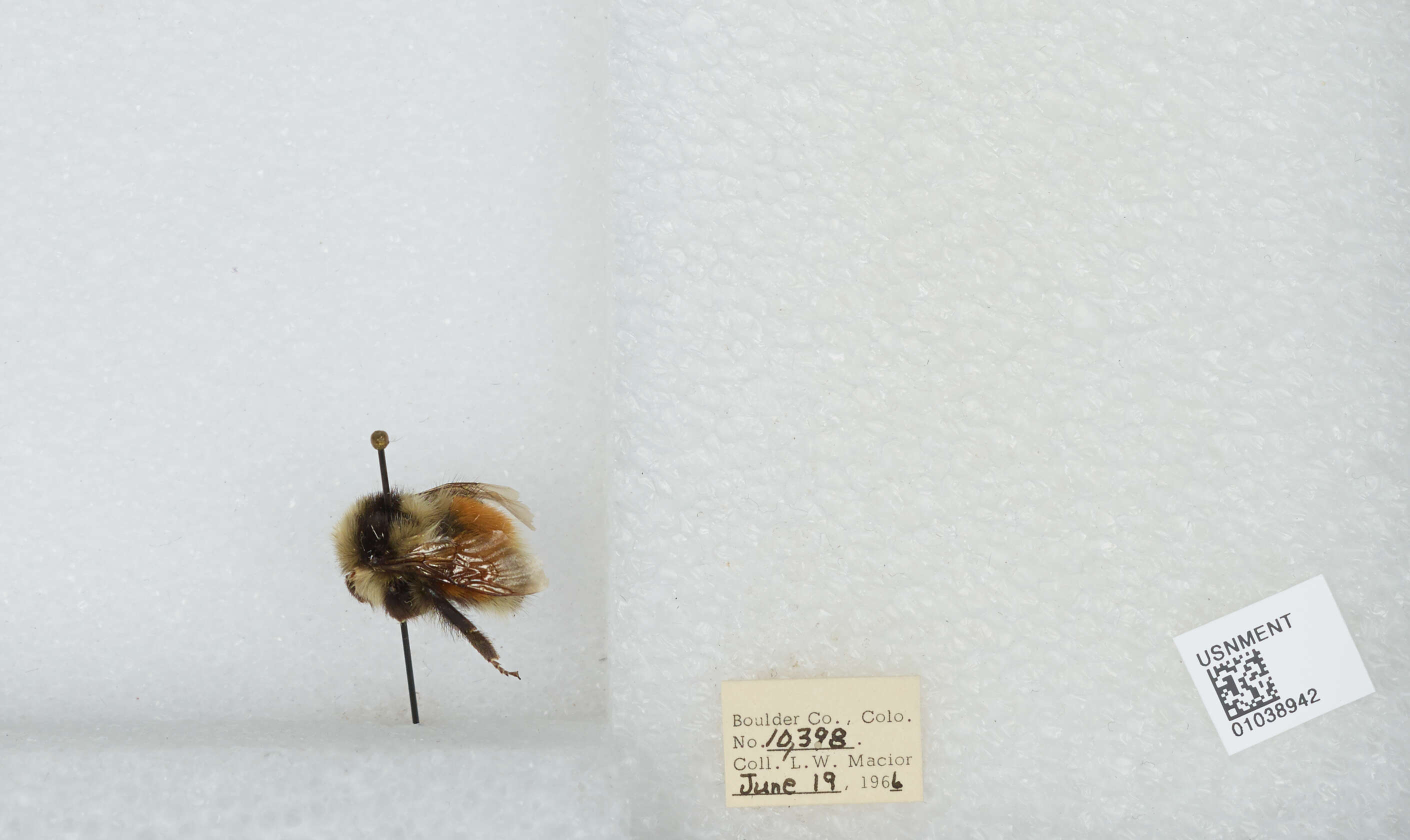 Image de Bombus sylvicola Kirby 1837