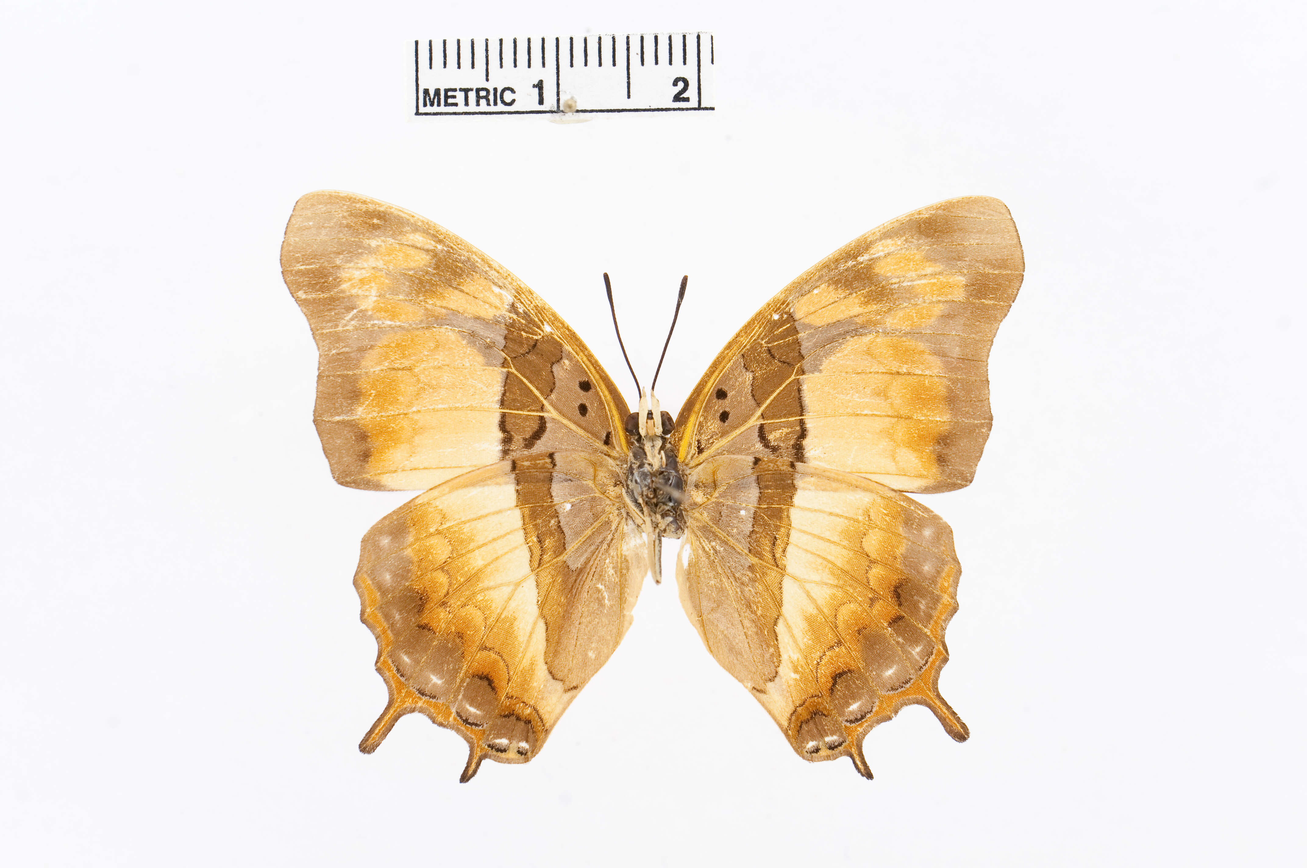 Imagem de Charaxes anticlea Drury 1782