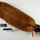 صورة Marmota flaviventris dacota (Merriam 1889)