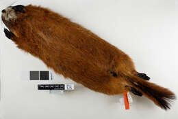 Image de Marmota flaviventris dacota (Merriam 1889)