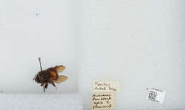 Image of Bombus butteli Friese 1903