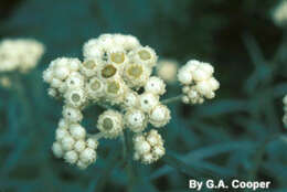 Image of Anaphalis margaritacea subsp. margaritacea