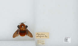 Image of Bombus atripes Smith 1852