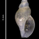 Image of Pleurotomella innocentia (Dell 1990)