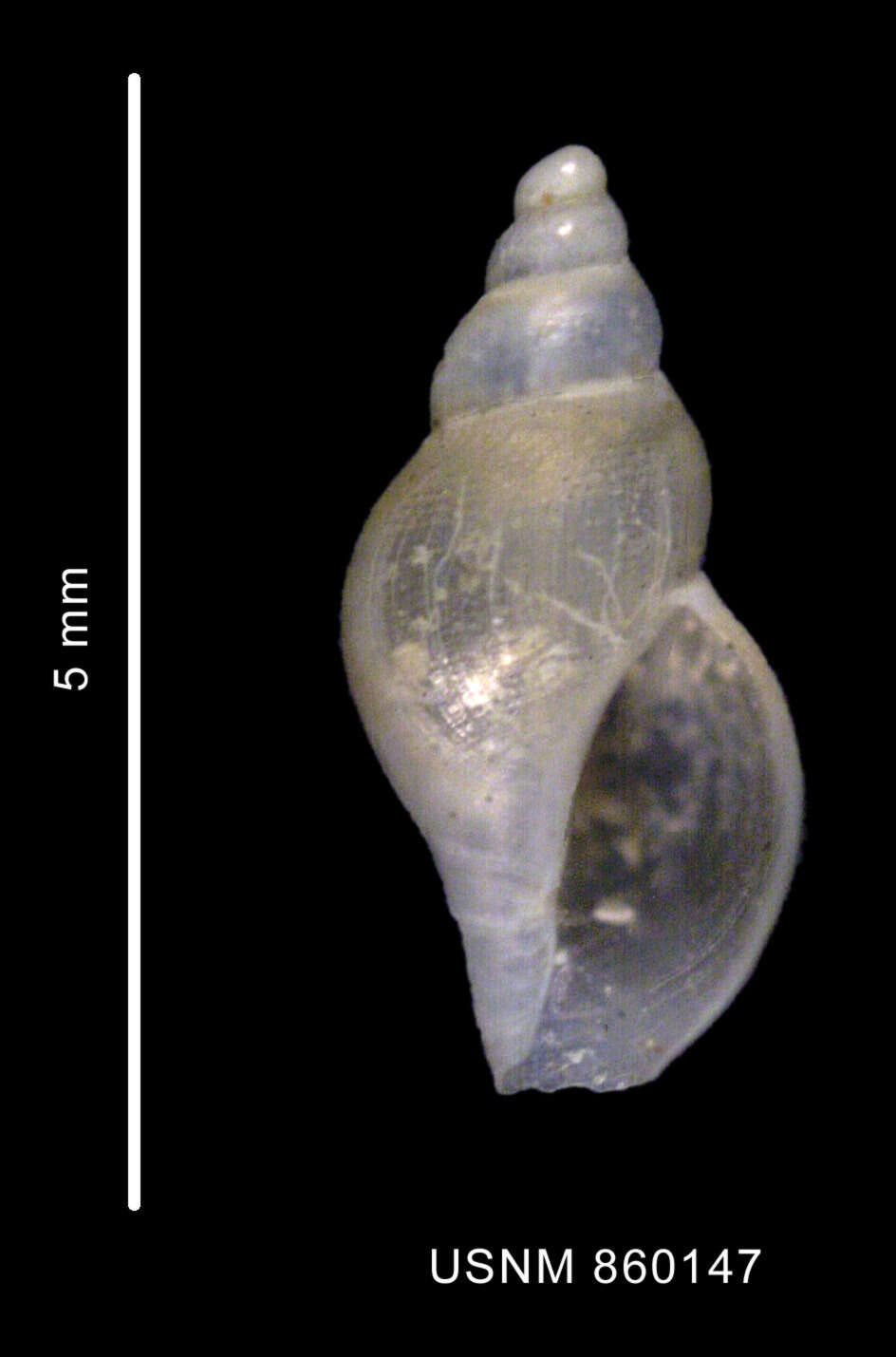 Sivun Pleurotomella innocentia (Dell 1990) kuva