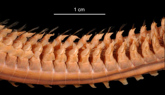 Image of Aglaophamus ornatus Hartman 1967