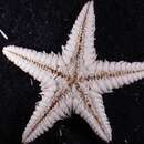 Image of Astropecten cingulatus Sladen 1883