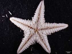 Image of Astropecten cingulatus Sladen 1883