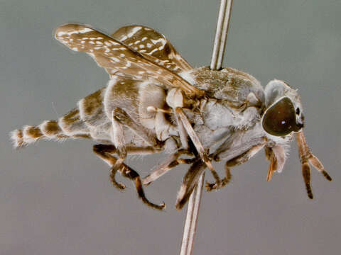 Image of Haematopota bequaerti Burger 1982