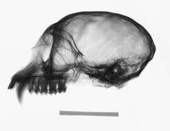 Image of Trachypithecus cristatus cristatus (Raffles 1821)