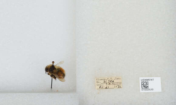 Image de Bombus sylvicola Kirby 1837