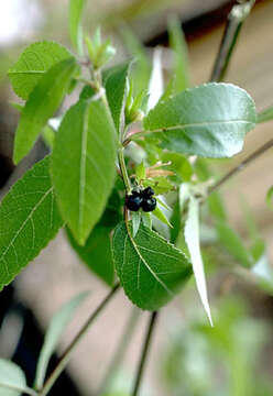 Image of ma'ohi'ohi