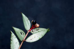 Image of Guadalupe wild coffee