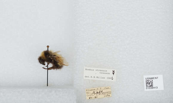 Слика од Bombus neoboreus Sladen 1919