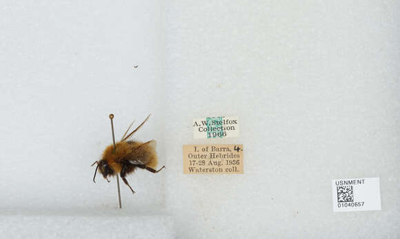 Image of Common carder bumblebee