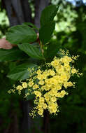 Image of Cordia dentata Poir.