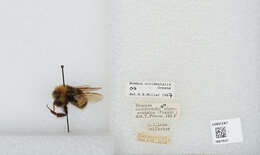 Слика од Bombus occidentalis Greene 1858