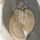 Image of Physa showalterii