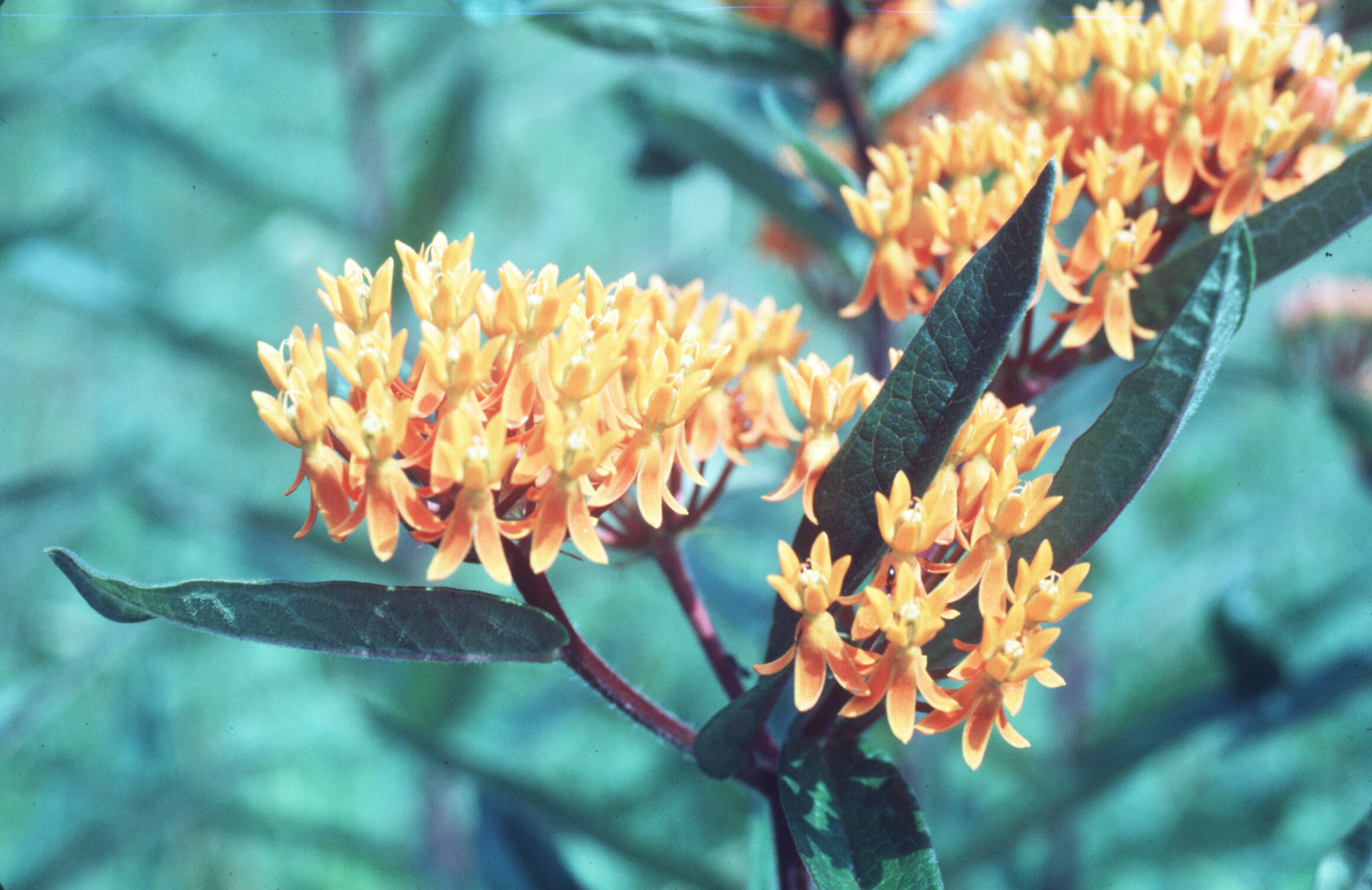 Image of butterfly milkweed