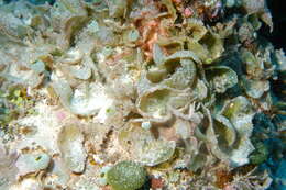Image of Dictyosphaeria cavernosa