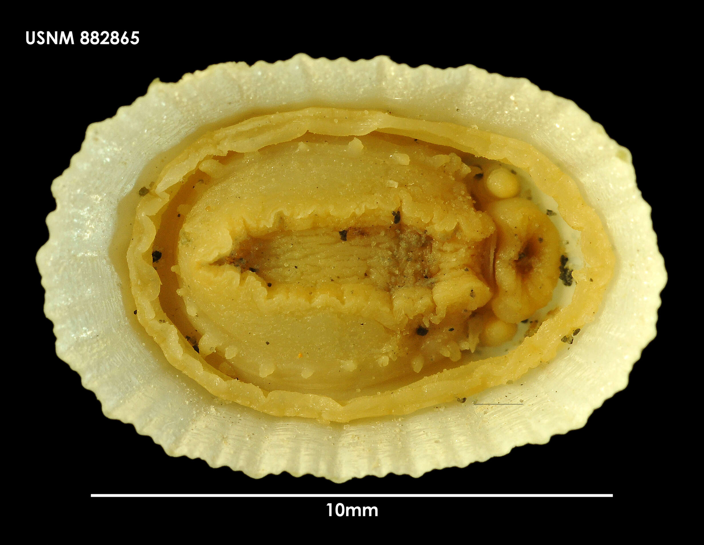 Image of punctured capshell