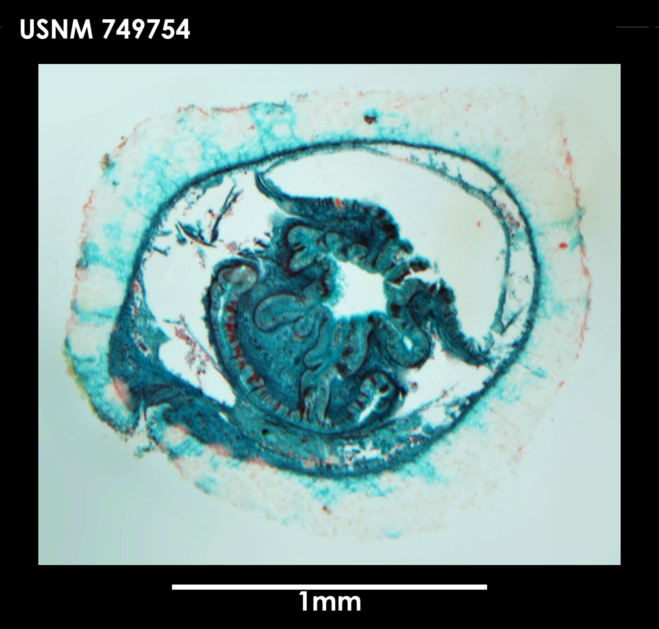 Image of Proneomenia stillerythrocytica Salvini-Plawen 1978