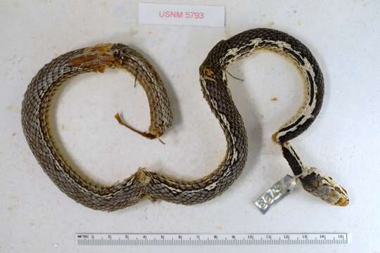 Image of Baja California Striped Whip Snake