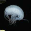 Image of Amphipoda