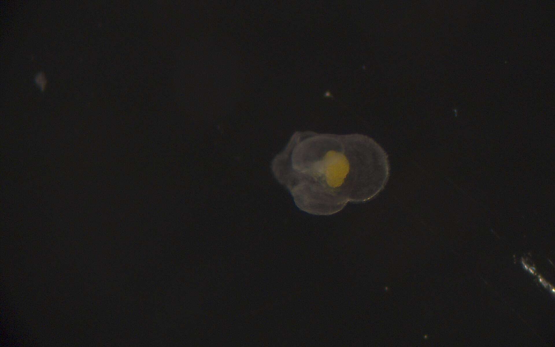 Image of Heteronemertea