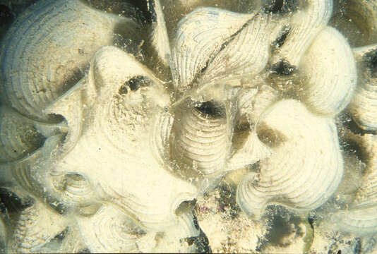 Image of Padina jonesii