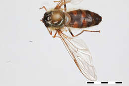 Image of Dasysyrphus darada Ghorpade 1994