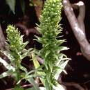 Image of Hawaii Bog Orchid