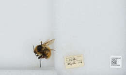 Image de Bombus sylvicola Kirby 1837