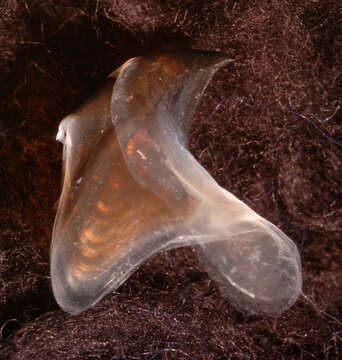 Image of Discoteuthis Young & Roper 1969