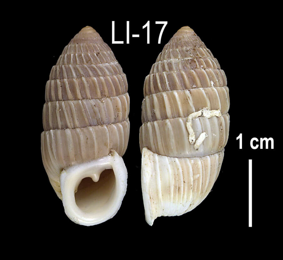 Image of <i>Cerion caerulescens</i>