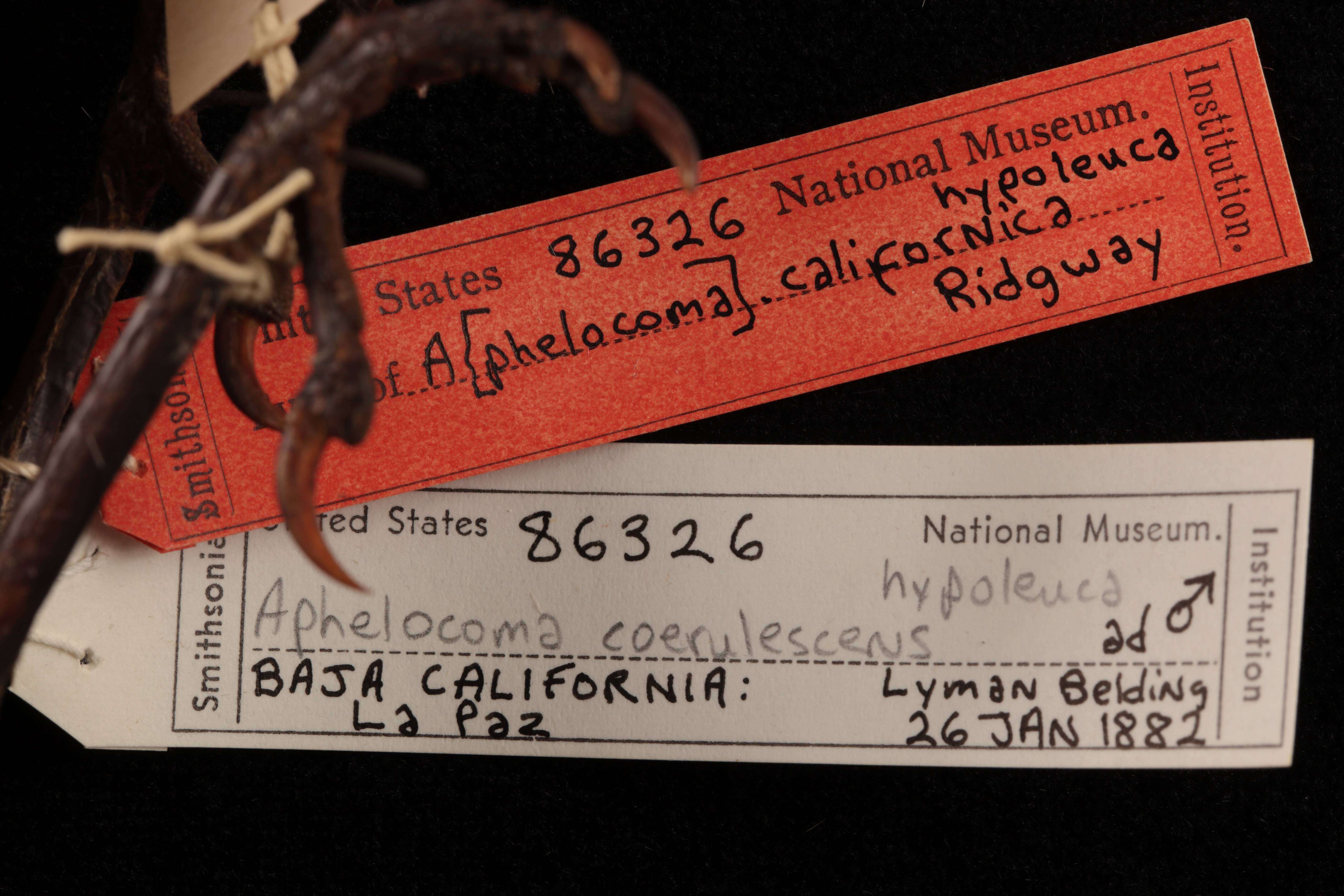 Image of Aphelocoma californica hypoleuca Ridgway 1887