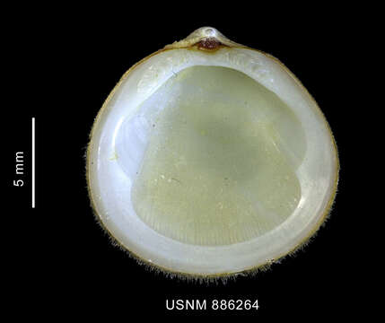 صورة Limopsis hirtella Rochebrune & Mabille 1889