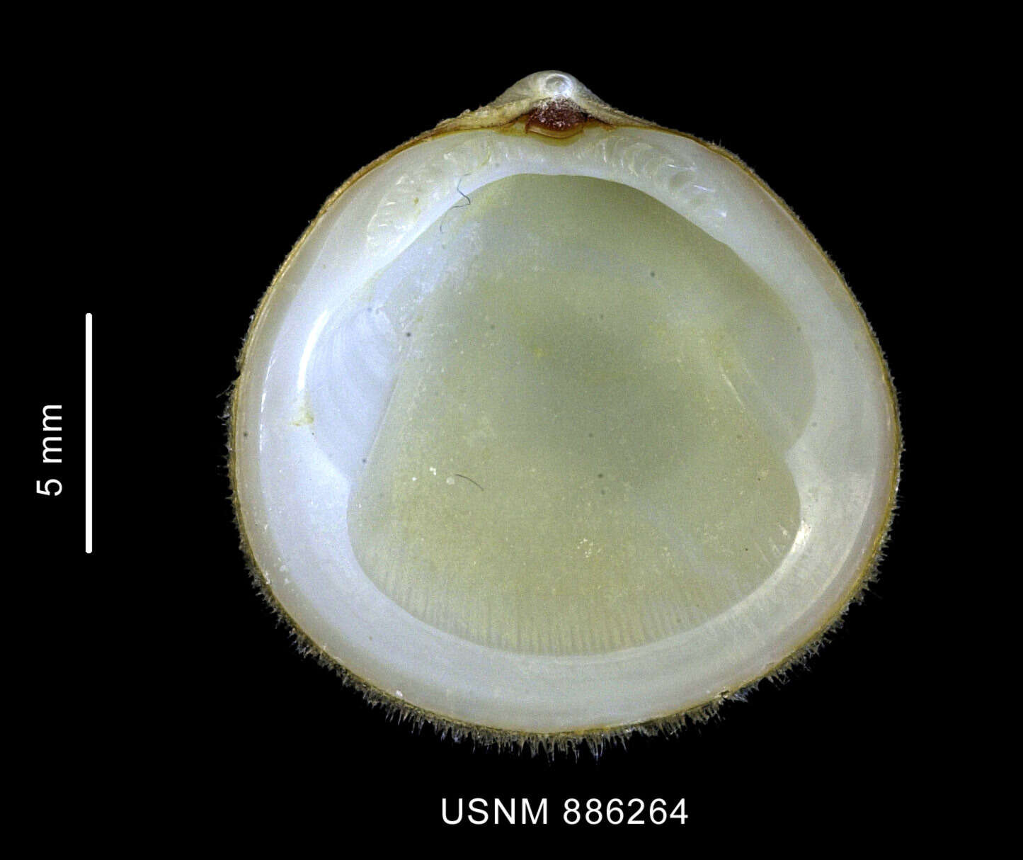 Image of Limopsis hirtella Rochebrune & Mabille 1889