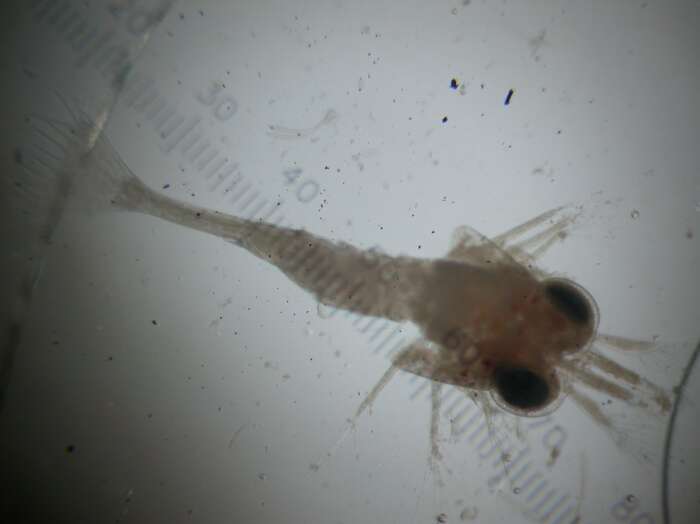 Image of Rockpool shrimp