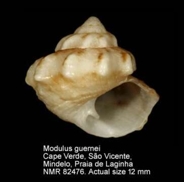 Image of Modulus guernei Dautzenberg 1900