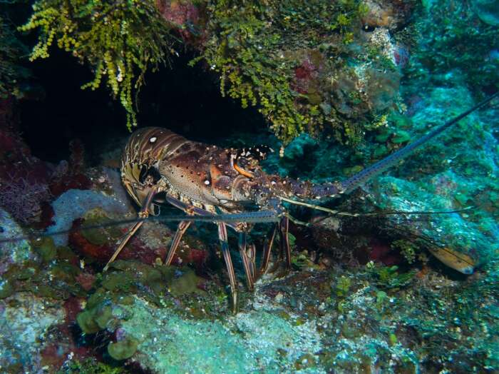 Image of Caribbean Spiny Lobster