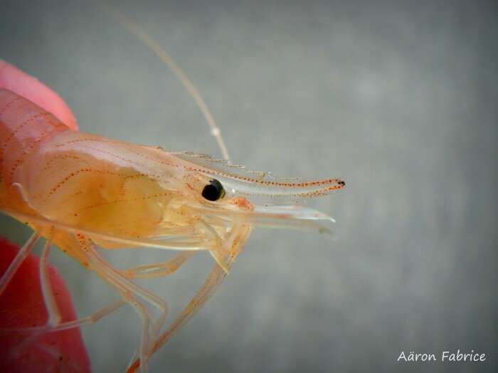 Image of Common prawn